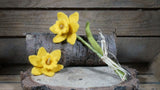 Daffodil Templates