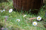 Felted daisies on real grass