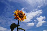 needle felted sunflower on a sunny day with blue sky background