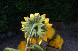 Reverse side of the felted sunflower, calyx 