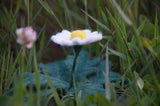 Felted Daisy amongst grass in summer