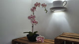 Orchid Project