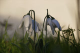 Needle felting snowdrops in grassy patch